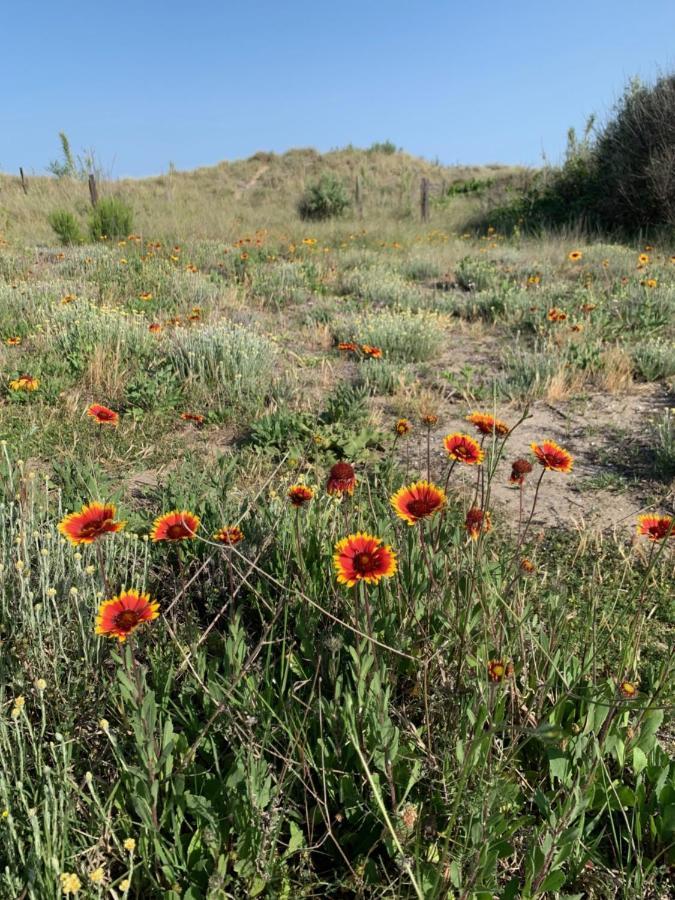 Mon Petit Paradis, Vue Sur Dunes Et Mer, Acces Direct Plage Robinson, Terrasse, Parking Prive, Tres Ressourcant, A Marseillan Plage Экстерьер фото